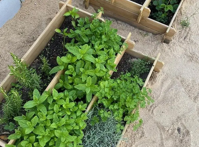 La De Aurora * San Rafael